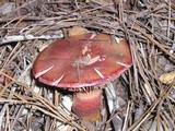 Chroogomphus ochraceus image