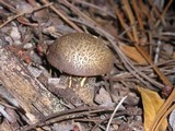 Suillus fuscotomentosus image
