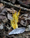 Clavulinopsis fusiformis image