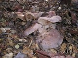 Lactarius argillaceifolius image
