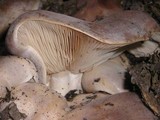 Lactarius argillaceifolius var. megacarpus image