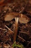 Inocybe stellatospora image