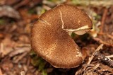 Inocybe stellatospora image