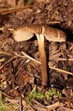 Inocybe stellatospora image