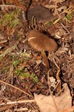 Inocybe stellatospora image