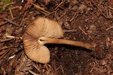 Inocybe stellatospora image