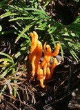 Clavulinopsis aurantiocinnabarina image