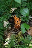 Clavulinopsis aurantiocinnabarina image