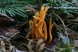 Clavulinopsis aurantiocinnabarina image