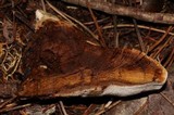 Onnia circinata image