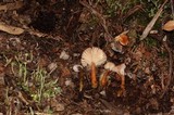 Hygrocybe laeta var. laeta image