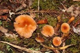 Hygrocybe laeta var. laeta image