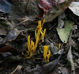 Clavulinopsis fusiformis image