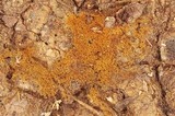 Tomentella bryophila image