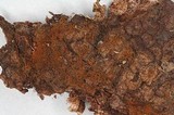 Tomentella bryophila image
