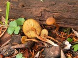 Callistosporium luteo-olivaceum image