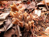 Clavulina cinerea image