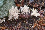 Clavulina coralloides image