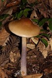 Cortinarius collinitus image