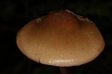 Cortinarius collinitus image