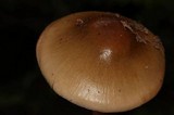 Cortinarius collinitus image