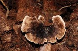 Phellodon tomentosus image