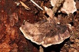 Phellodon tomentosus image