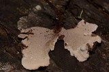 Phellodon tomentosus image