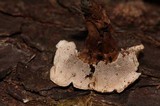 Phellodon tomentosus image