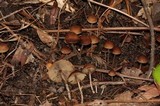Hypholoma marginatum image