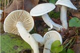 Hygrophorus eburneus image