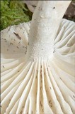 Hygrophorus eburneus image