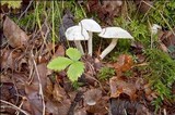 Hygrophorus eburneus image