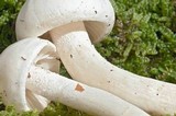 Hygrophorus eburneus image