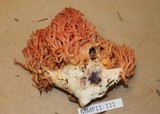 Ramaria stuntzii image