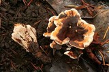 Hydnellum aurantiacum image