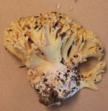 Ramaria rasilispora image