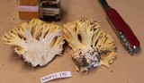 Ramaria rasilispora image