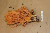 Ramaria leptoformosa image
