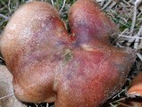 Lactarius deliciosus var. areolatus image