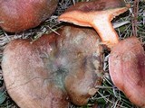 Lactarius deliciosus var. areolatus image
