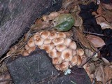 Psathyrella piluliformis image
