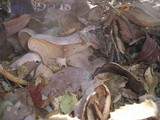 Lactarius argillaceifolius image