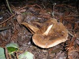 Paxillus involutus image