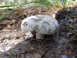 Russula compacta image