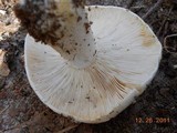 Russula compacta image