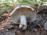 Russula compacta image