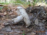 Russula compacta image