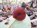 Laccaria amethystina image