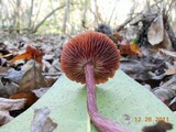 Laccaria amethystina image